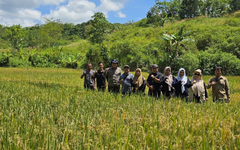 Dinas Pertanian Banjar pantau Demplot Padi Unggul Inpari 32