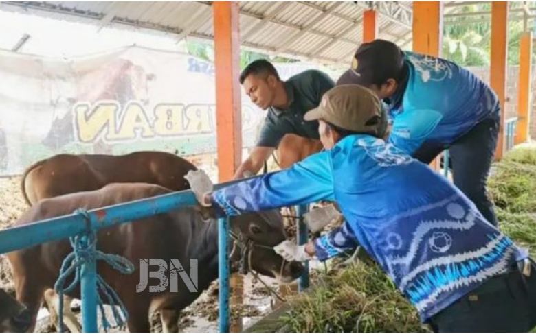 Stok hewan kurban Kabupaten Banjar aman dan surplus jelang Idul Adha 2026