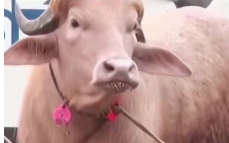 Viral ! Kerbau Albino berbobot fantastis menjelang Idul Adha